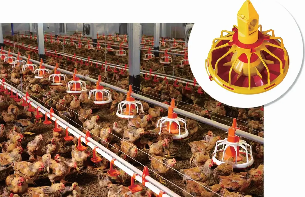 Poultry house with a HAS automatic pan feeding line running between the birds